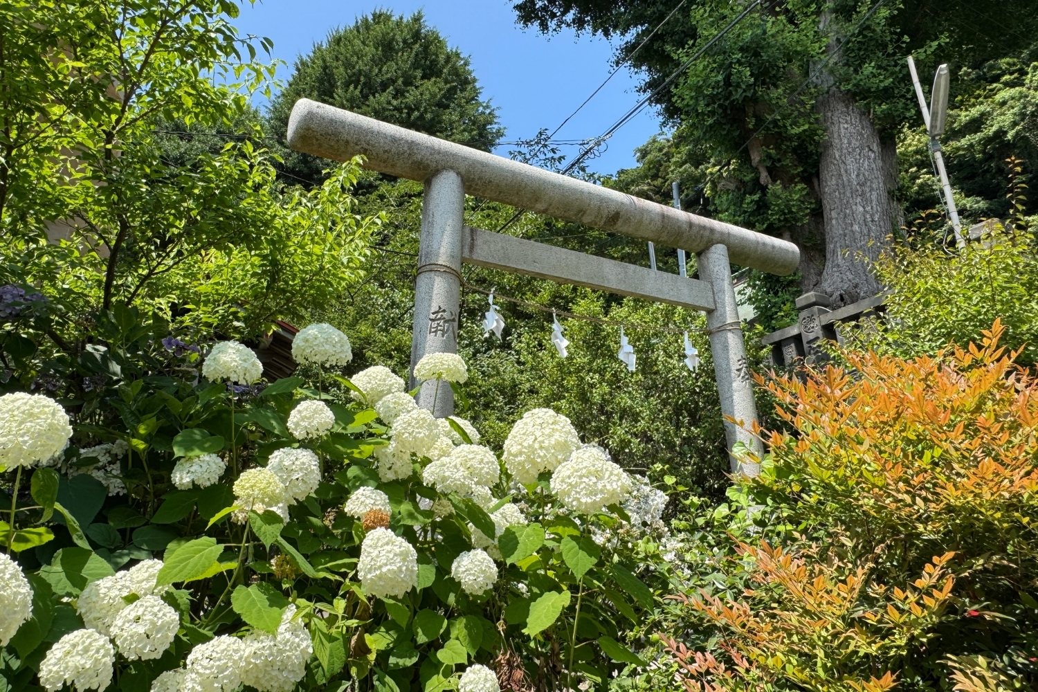 御霊神社 白い紫陽花と鳥居