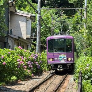 御霊神社 (鎌倉市) 写真撮影は禁止？紫陽花の季節に行ってみたレポ