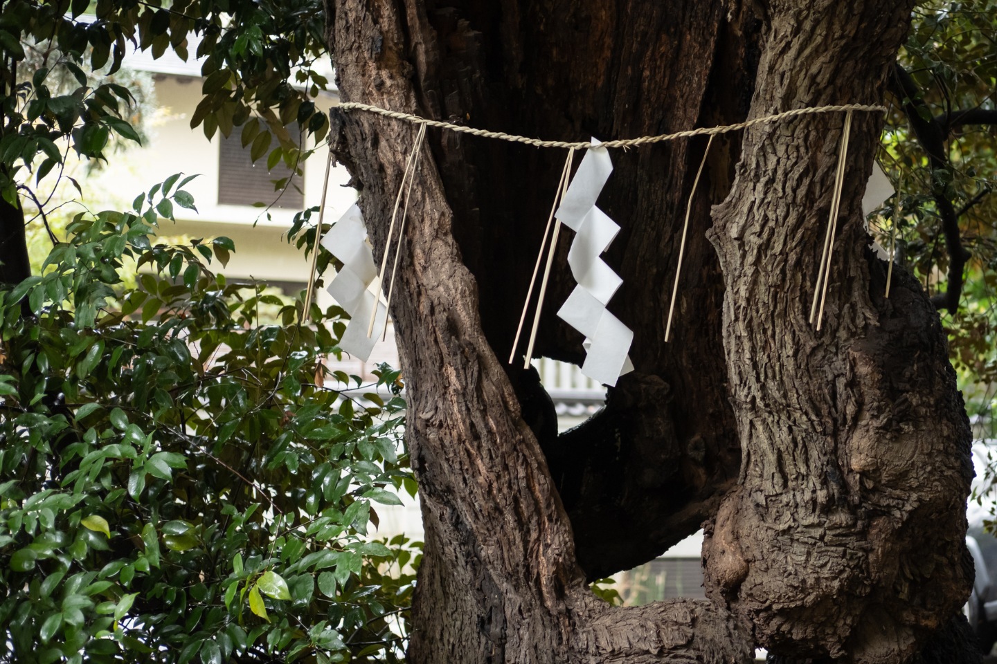 金王八幡宮 御神木