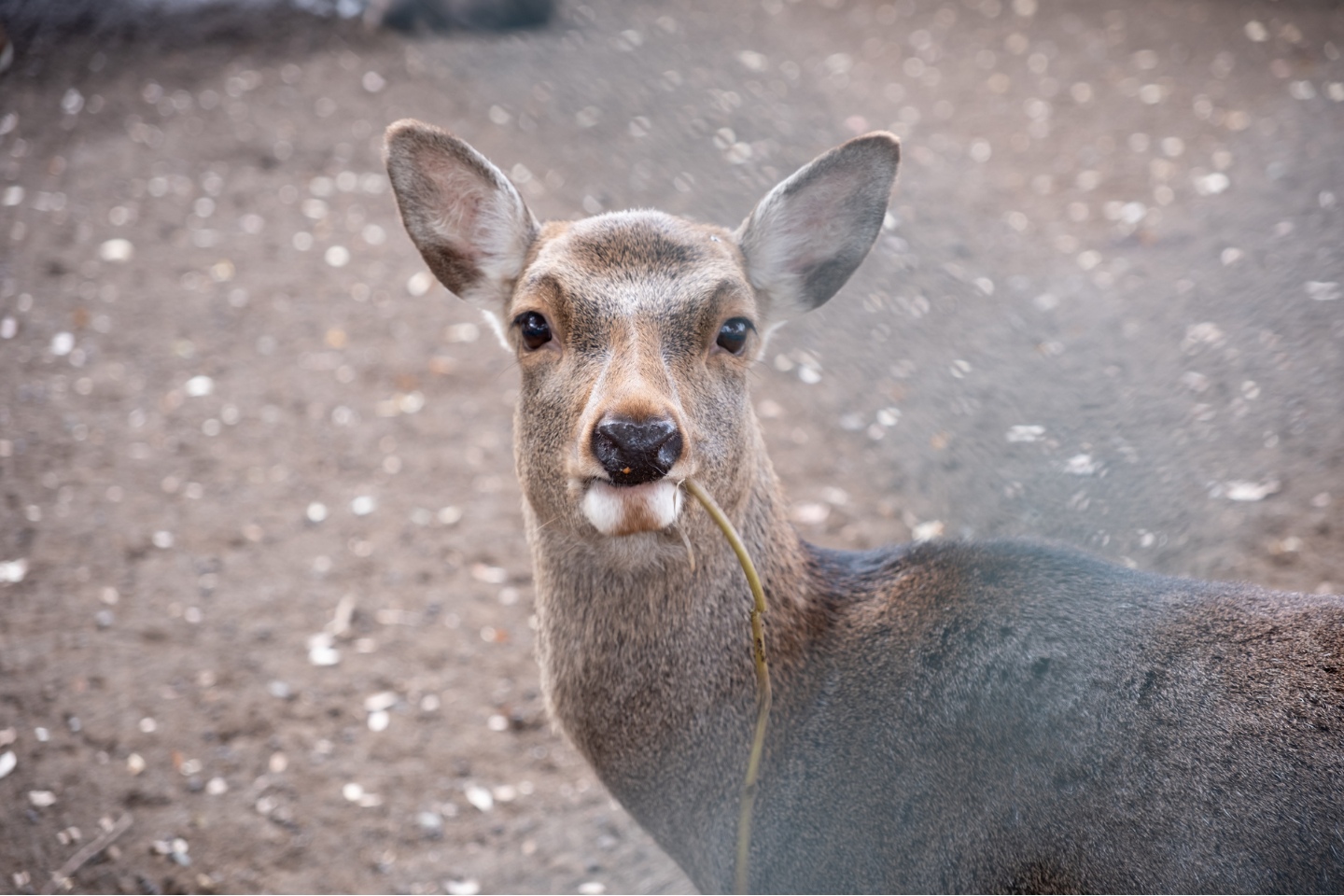 相州春日神社 鹿